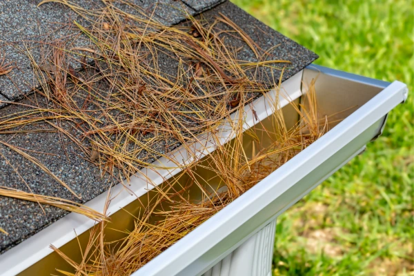 Gutter packed with pine needles along the edge of an asphalt shingle roof, showing the need for spring gutter cleaning and roof maintenance.